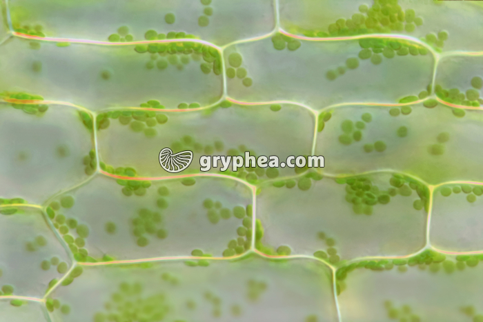 Elodée - cellules chlorophylliennes au sein d'une feuille x70 - gryphea.com